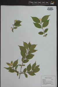 Lonicera maackii image