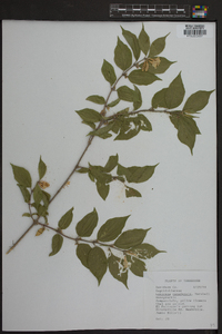 Lonicera canadensis image