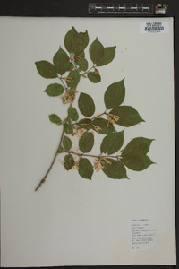 Lonicera canadensis image