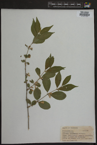 Lonicera canadensis image