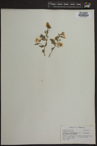 Lonicera canadensis image