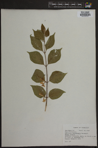 Lonicera canadensis image