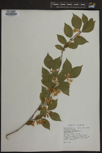 Lonicera canadensis image