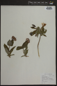 Lonicera flava image