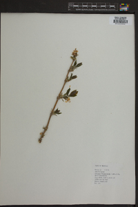 Lonicera fragrantissima image