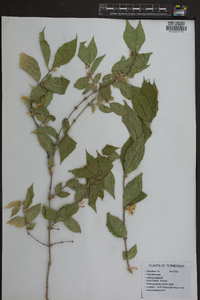 Lonicera maackii image