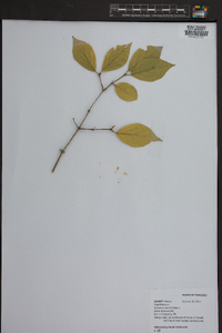 Lonicera maackii image