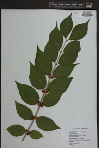 Lonicera maackii image