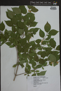 Lonicera maackii image