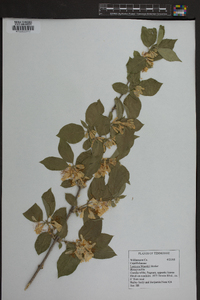 Lonicera maackii image