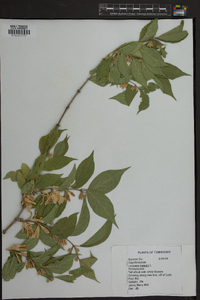 Lonicera maackii image