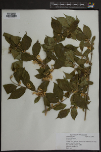 Lonicera maackii image