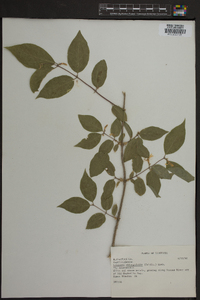 Lonicera oblongifolia image