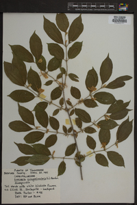Lonicera quinquelocularis image