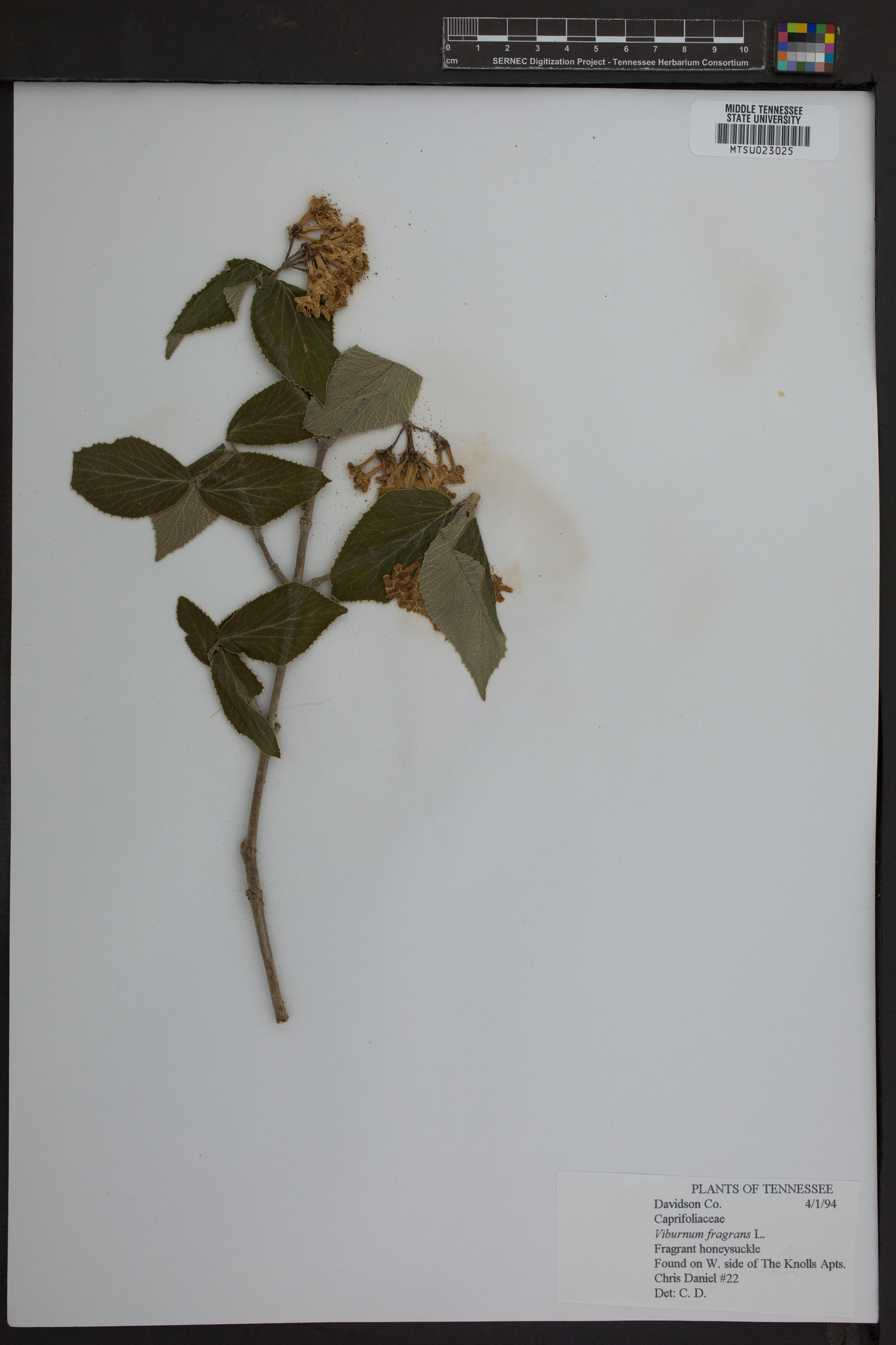 Viburnum fragrans image