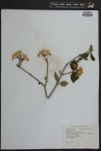 Viburnum fragrans image