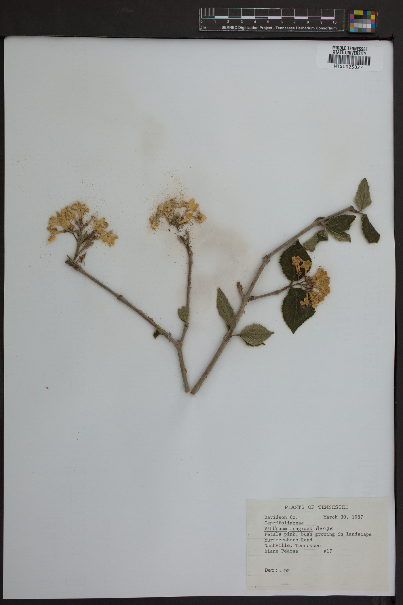 Viburnum fragrans image