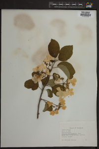 Viburnum microcarpum image