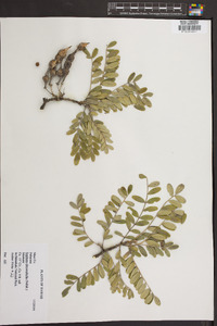 Sophora chrysophylla image