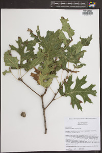 Quercus coccinea image