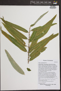 Salix caroliniana image