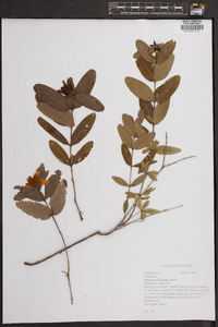 Hypericum frondosum image