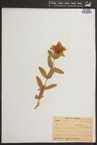 Hypericum prolificum image