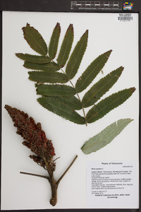 Rhus typhina image