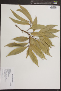 Litchi chinensis image