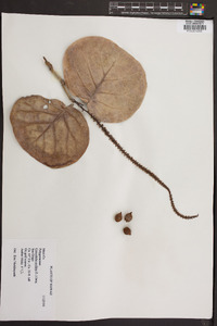 Coccoloba uvifera image