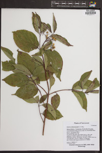 Cornus drummondii image