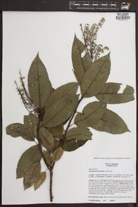 Oxydendrum arboreum image