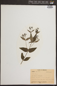 Image of Houstonia calycosa