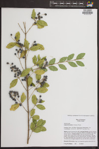 Ligustrum sinense image