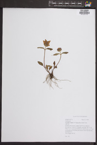 Prunella vulgaris subsp. lanceolata image