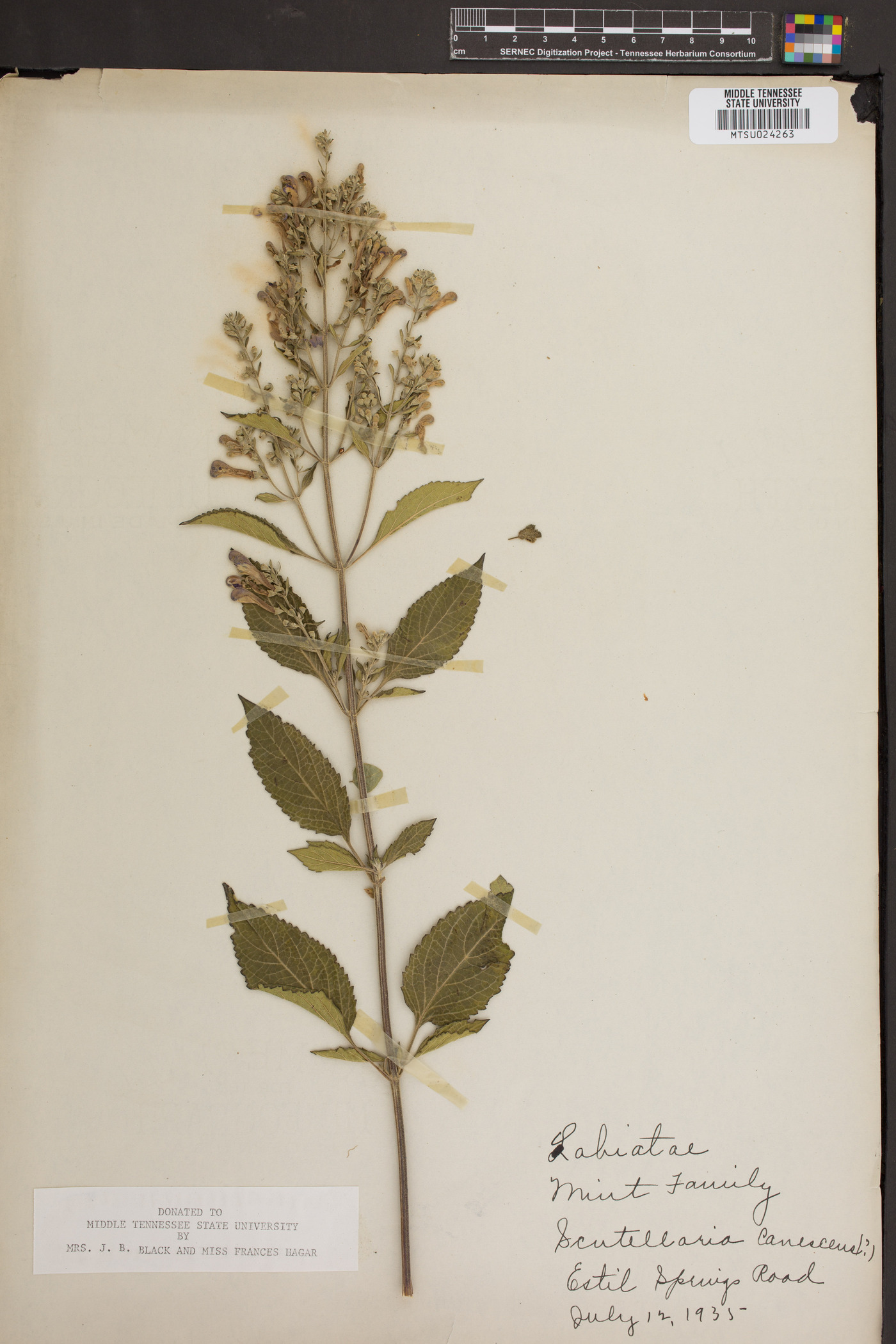 Scutellaria canescens image