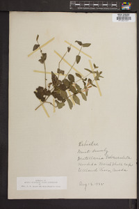 Scutellaria galericulata image