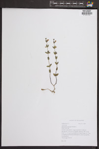 Scutellaria parvula image