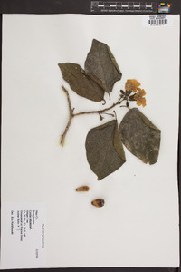 Cordia sebestena image