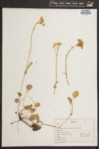 Packera obovata image