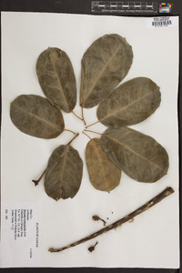 Brassaia actinophylla image