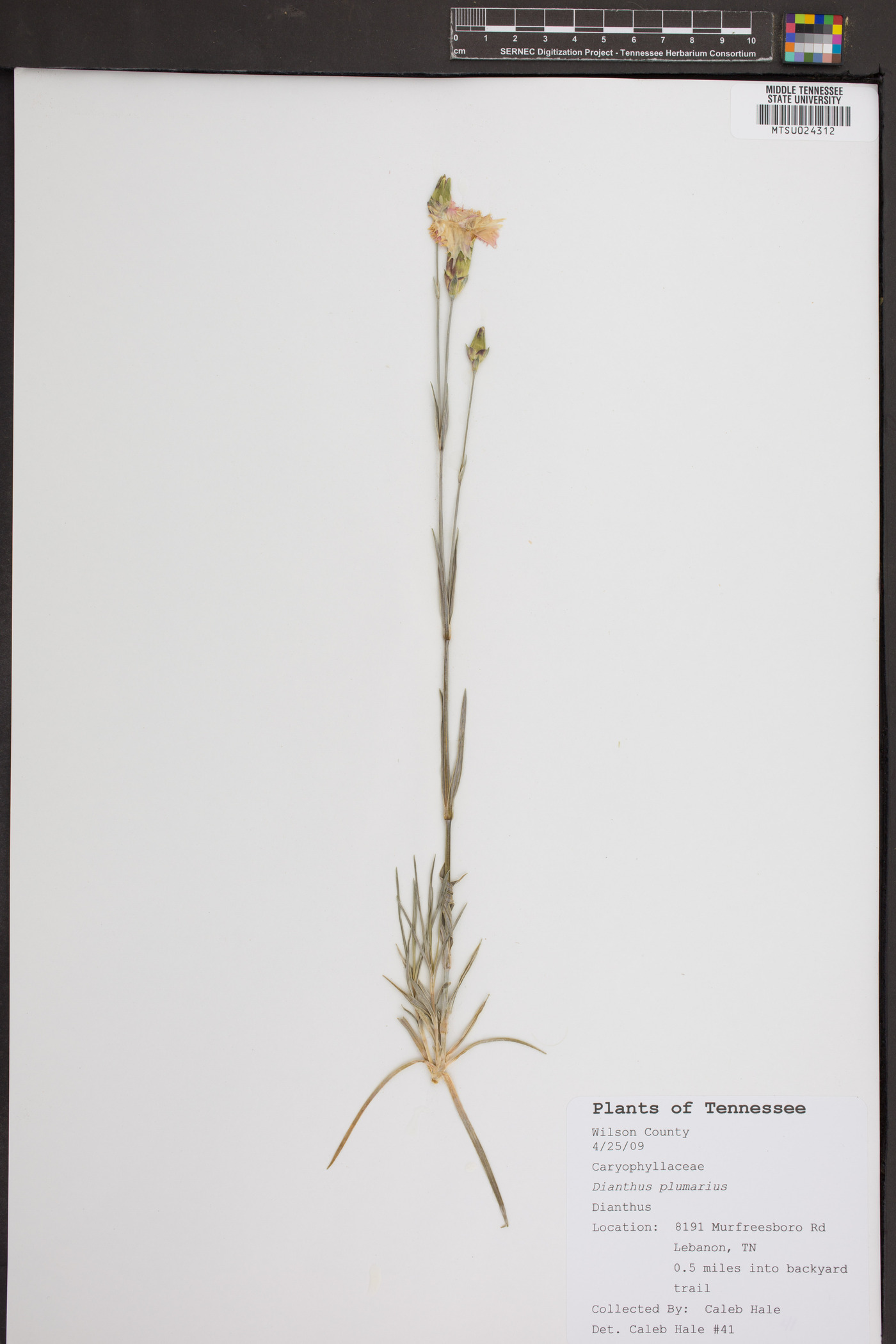 Dianthus plumarius image