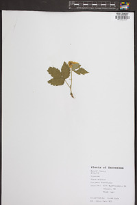 Rubus argutus image