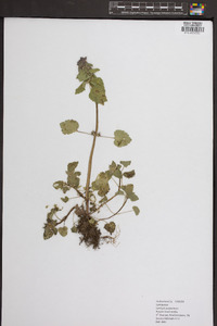 Lamium purpureum image