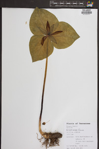 Trillium erectum image