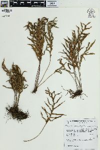 Pleopeltis pleopeltifolia image