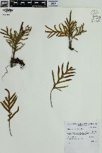 Pleopeltis pleopeltifolia image