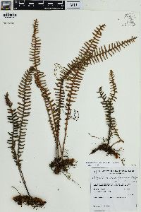 Pleopeltis hirsutissima image