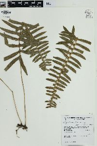 Polypodium loriceum image
