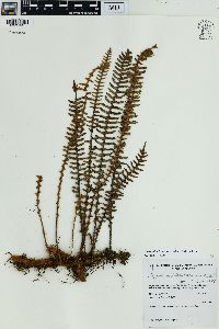 Pleopeltis hirsutissima image